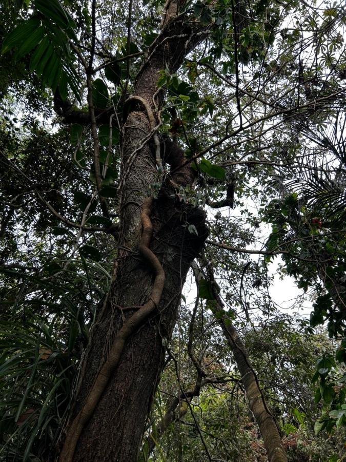 Eco Villas Tambor Tucanes Bagian luar foto