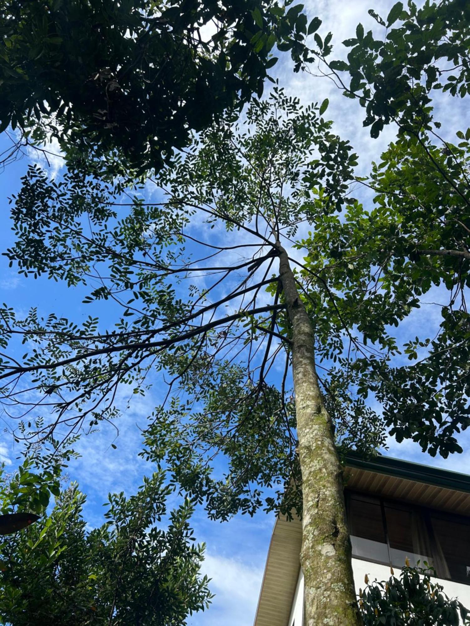 Eco Villas Tambor Tucanes Bagian luar foto