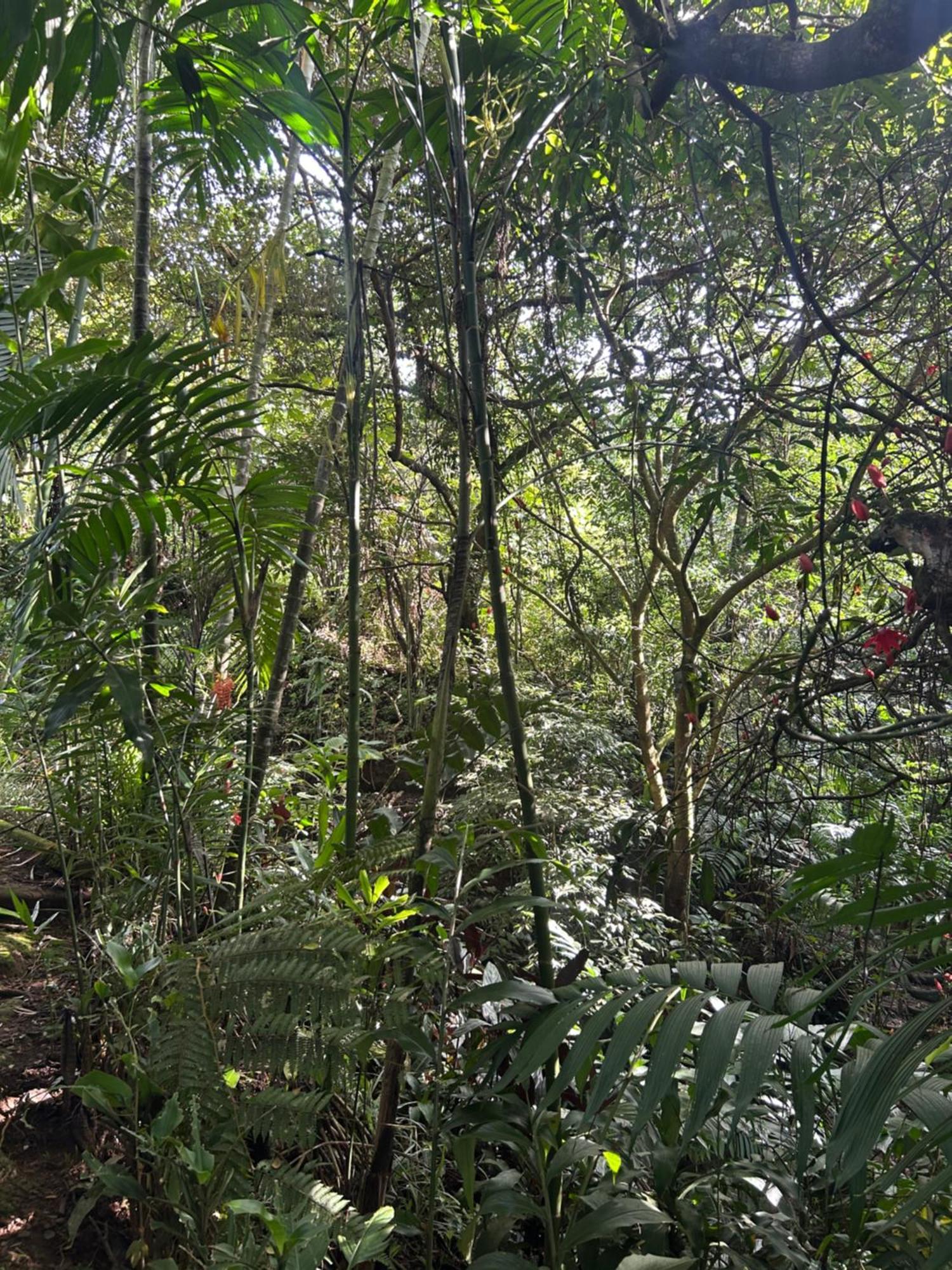 Eco Villas Tambor Tucanes Bagian luar foto